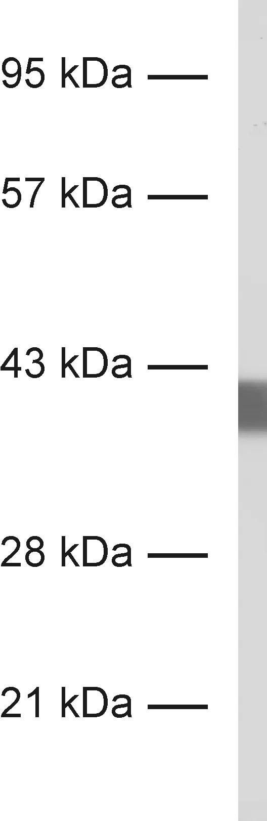 Synaptophysin1 Recombinant chicken - image 1